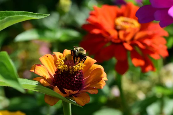 Mooie Bloemen Tuin — Stockfoto