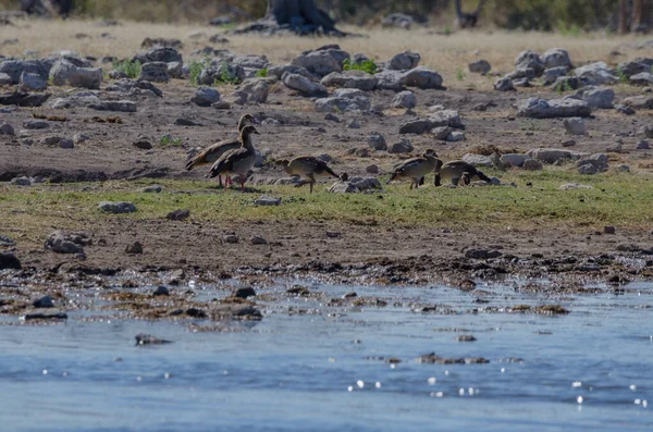 Animaux Sauvages Dans Les Montagnes — Photo