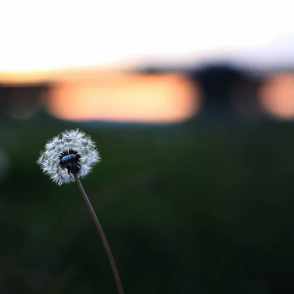 Krásná Pampeliška Květina Poli — Stock fotografie