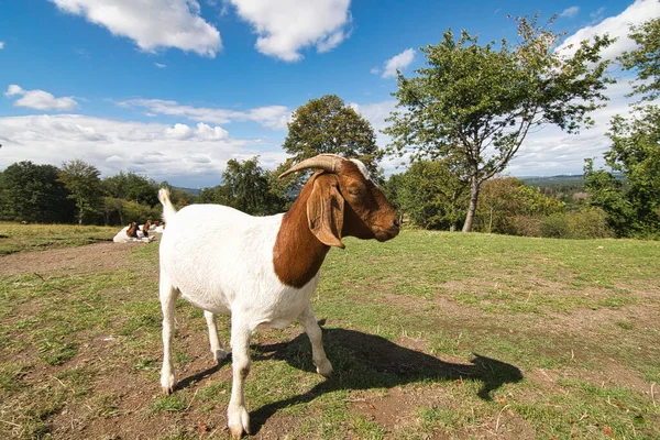 Una Cabra Pelo Castaño Joven Prado Verde — Foto de Stock
