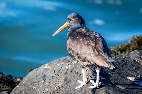 Mouette Sur Plage — Photo