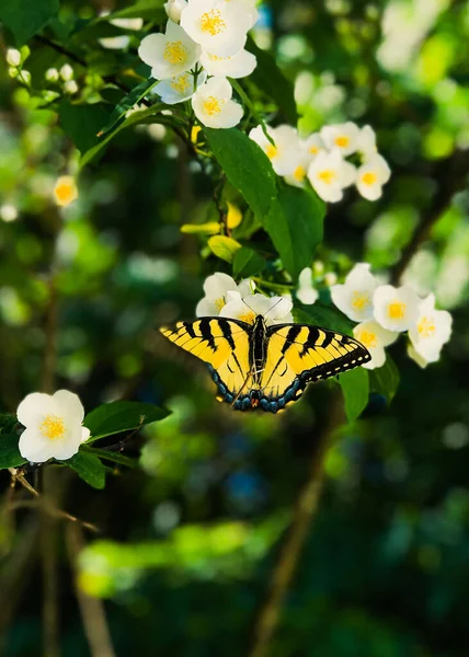 Vlinder Witte Lentebloemen — Stockfoto