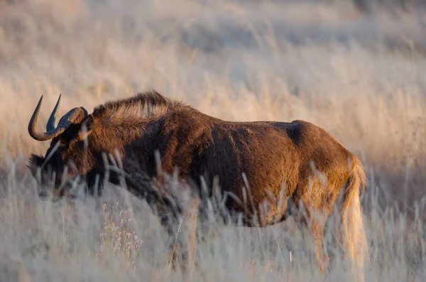 Nærbilde Bison Villmarka – stockfoto