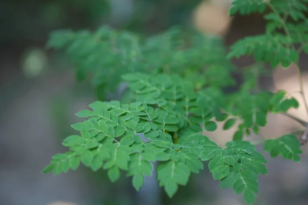 Hojas Verdes Jardín Sobre Fondo — Foto de Stock