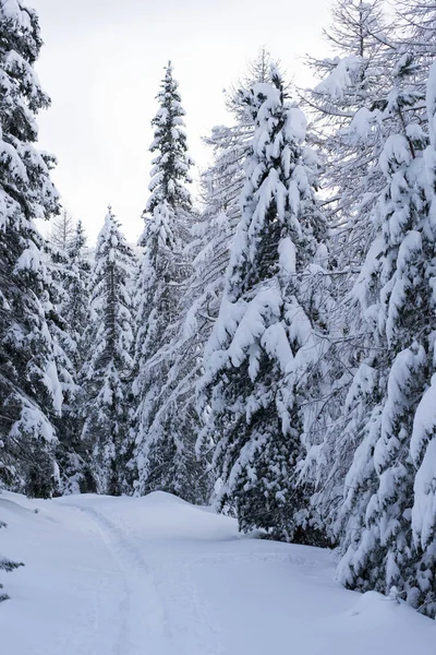 Wunderschöne Winterlandschaft Mit Schneebedeckten Bäumen — Stockfoto