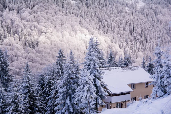 Paisagem Inverno Com Árvores Cobertas Neve — Fotografia de Stock