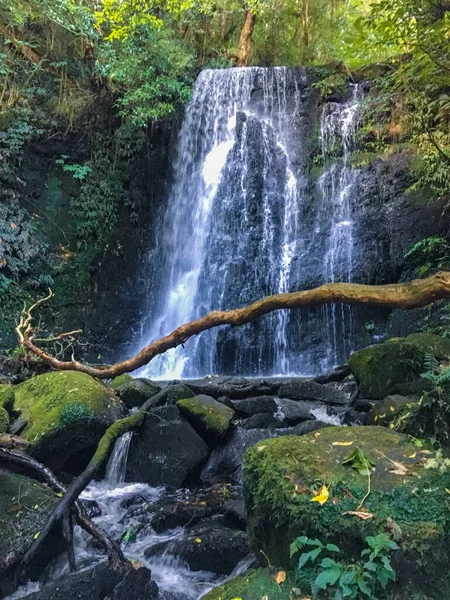自然を背景にした森の滝 — ストック写真