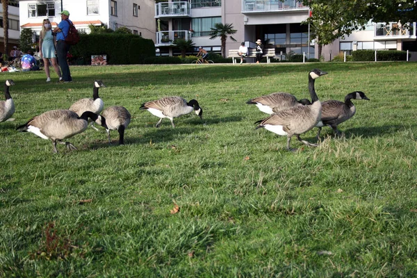 草坪上的一群鸭子 — 图库照片