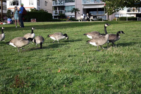 Bando Patos Relvado — Fotografia de Stock