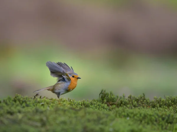 自然の生息地にある美しい野鳥 — ストック写真