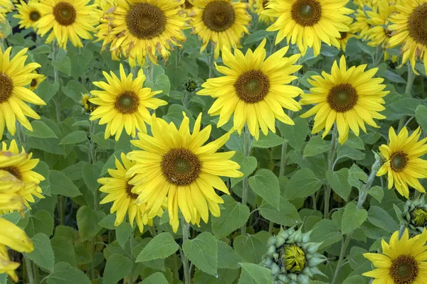 Belles Fleurs Poussant Dans Jardin — Photo