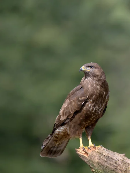 Schöner Wildvogel Natürlichem Lebensraum — Stockfoto