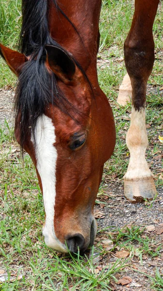 Portrait Beau Cheval Brun — Photo