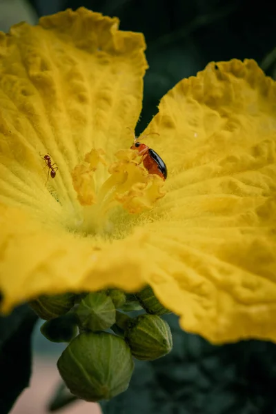 自然の中で黄色の花にテントウムシ — ストック写真