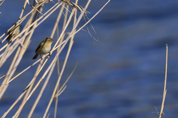 Ptaki Gałęziach Drzewa Tle Przyrody — Zdjęcie stockowe