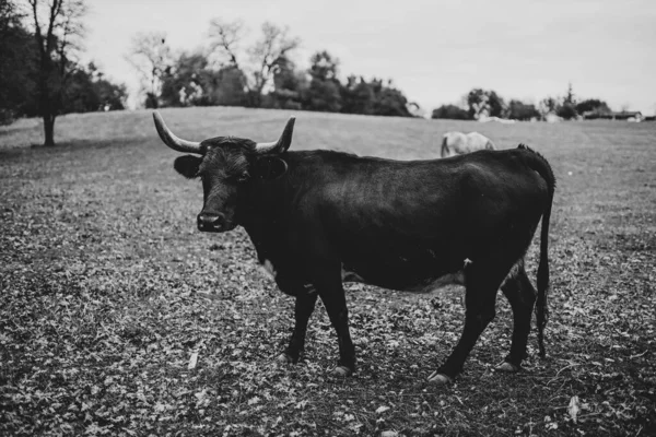 Çiftlikteki Siyah Beyaz Boğa — Stok fotoğraf