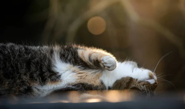 Katze Auf Der Straße Auf Naturhintergrund — Stockfoto