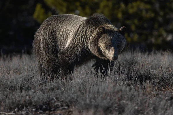 Urso Marrom Natureza — Fotografia de Stock