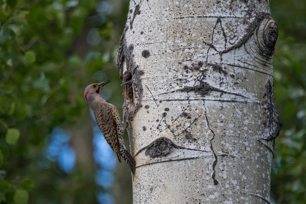 Primo Piano Uccello Nella Foresta — Foto Stock