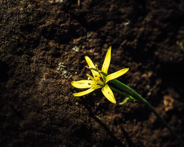 Botanical Shot Beautiful Flora — Stock Photo, Image