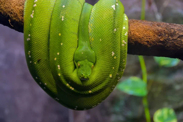 Zöld Kígyó Egy Fán — Stock Fotó