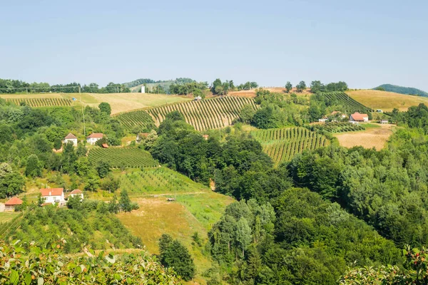 Weinberge Auf Dem Land Der Toskana — Stockfoto