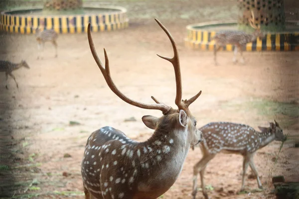 Cerfs Dans Forêt — Photo