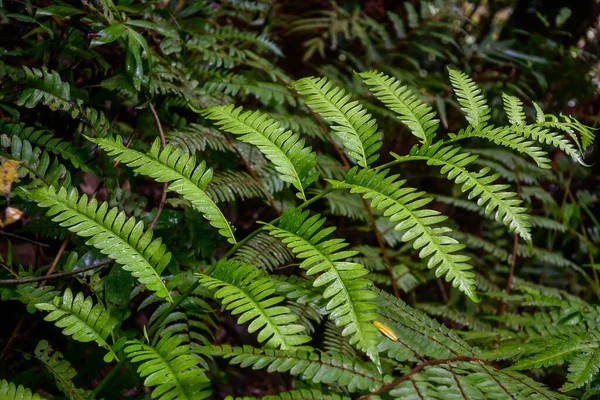 Folhas Samambaia Verde Floresta — Fotografia de Stock