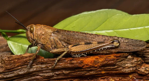 Closeup Bug Wild Nature — Stock Photo, Image