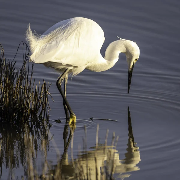 Όμορφο Λευκό Egret Στο Νερό — Φωτογραφία Αρχείου