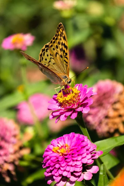 Mariposa Una Flor — Foto de Stock