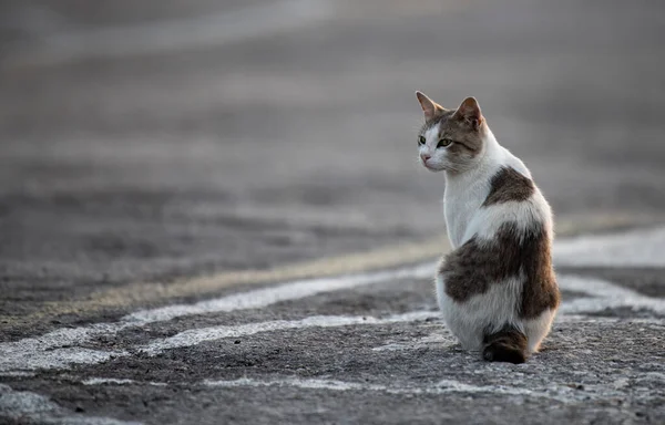 通りに猫が — ストック写真