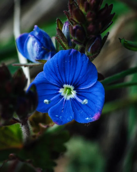 Ботанический Кадр Красивая Флора — стоковое фото