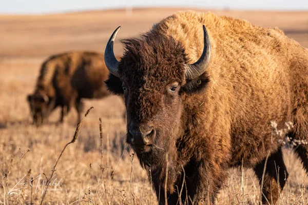 Bull Field — Stock Photo, Image