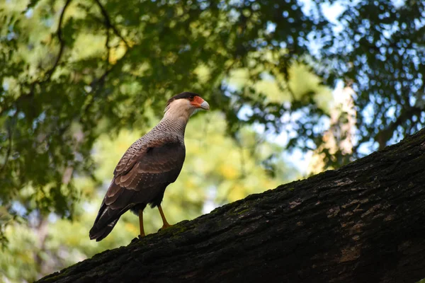 Mooie Opname Van Vogel Natuurlijke Habitat — Stockfoto