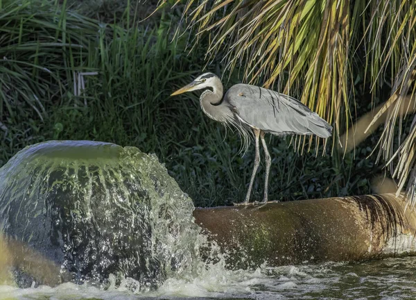 Ein Vogel Steht Auf Dem Wasser — Stockfoto