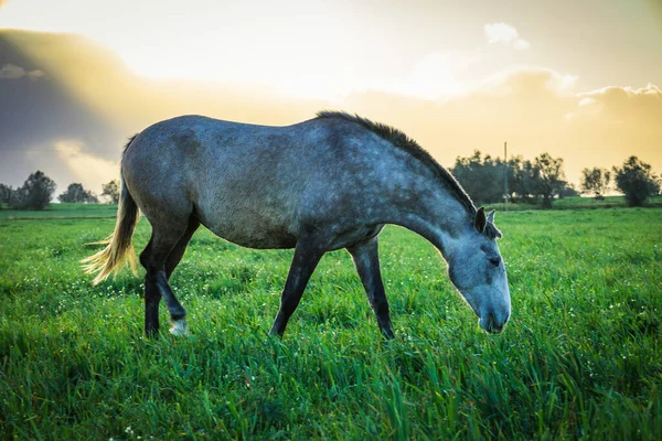 Pferd Auf Dem Feld — Stockfoto