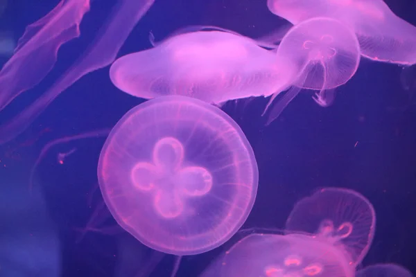 Медуза Воді — стокове фото