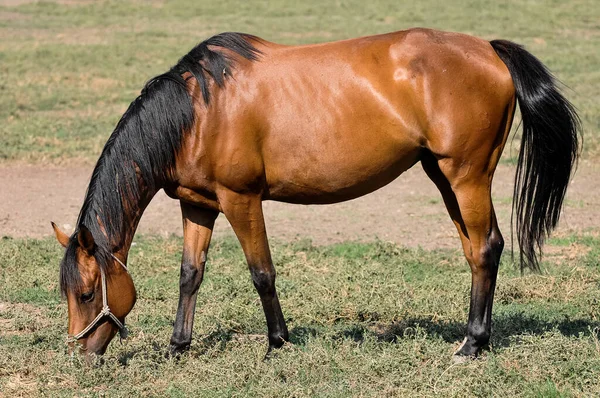 Beau Cheval Dans Champ — Photo