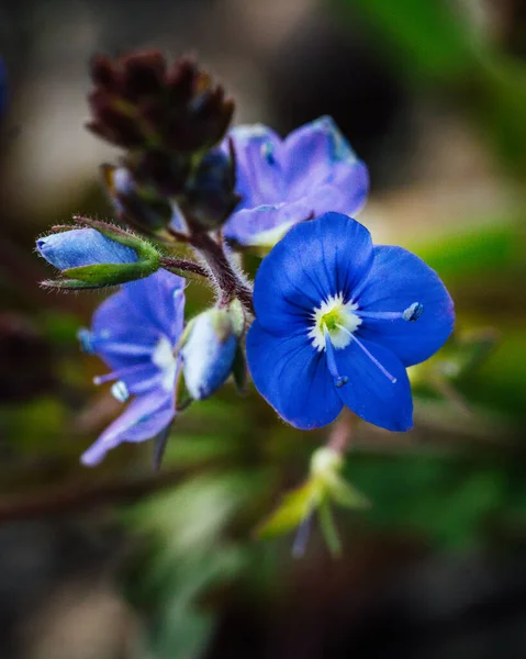 Botanische Foto Prachtige Flora — Stockfoto