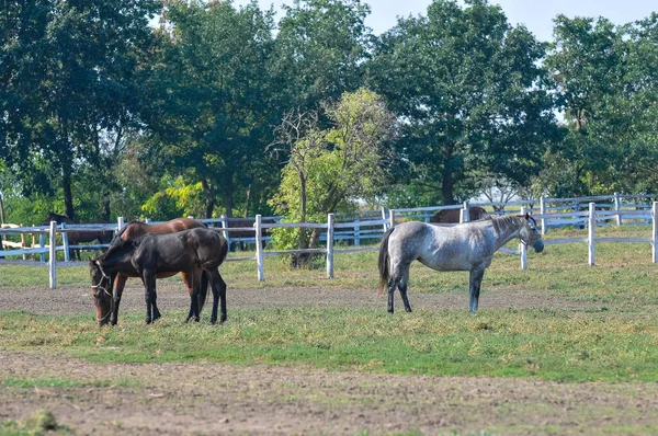 Belos Cavalos Paddock — Fotografia de Stock