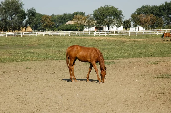 围场里漂亮的马 — 图库照片