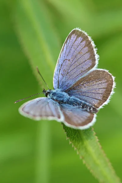Detailní Pohled Krásného Motýla — Stock fotografie
