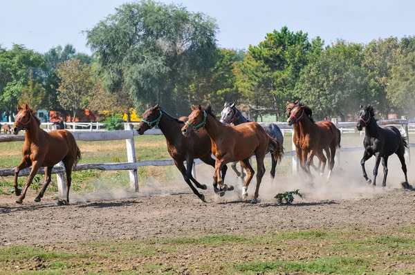 Krásné Koně Ohradě — Stock fotografie