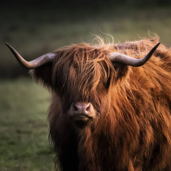 Zbliżenie Ujęcie Pięknej Góralskiej Krowy — Zdjęcie stockowe