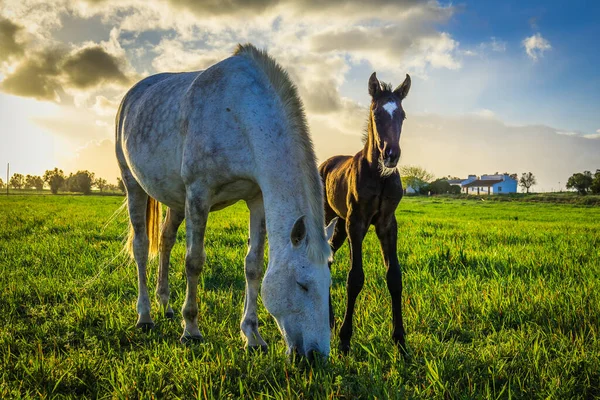 Hermosos Caballos Campo — Foto de Stock