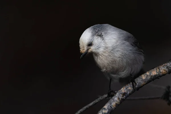 Pássaro Branco Ramo — Fotografia de Stock