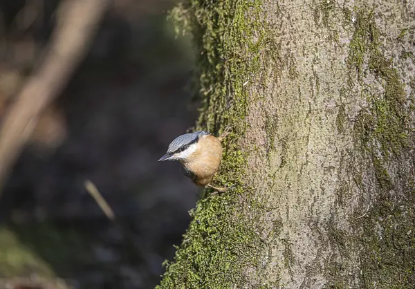 Oiseau Sur Arbre — Photo