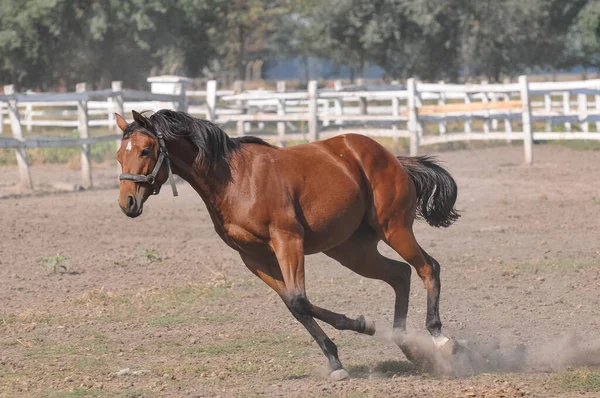 Çayırdaki Güzel Atlar — Stok fotoğraf