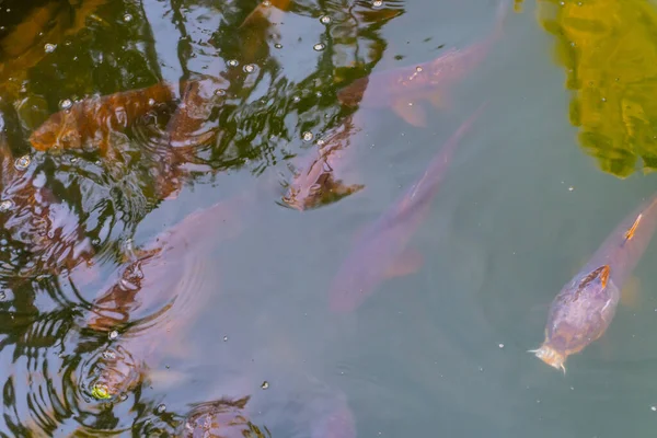 Foto Close Dari Ikan Koi Putih Yang Indah Berenang Dalam — Stok Foto